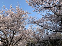 景点-汉拿树木园