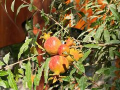 -艾提尕尔清真寺