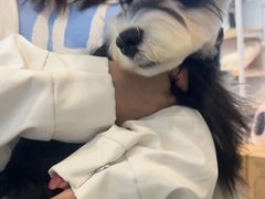 -翊宠yipet猫狗购宠庄园犬舍•猫舍