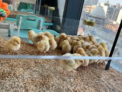 -怪兽屋·羊驼·猫咖·狗咖(俊华广场店)