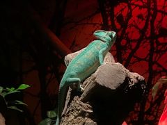 -迪拜水族馆及水下动物园