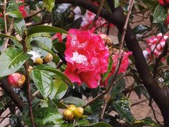 -云南古玩城(护国路店)