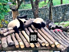 -都江堰中华大熊猫苑