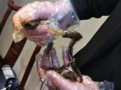 -味道名家·手撕盘龙鳝