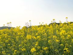 -苏州太湖西山岛开心农场