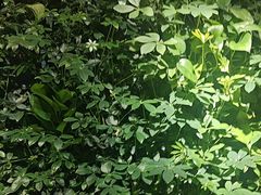 -巴奴毛肚火锅(广益哥伦布店)