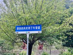 -牛背梁国家森林公园