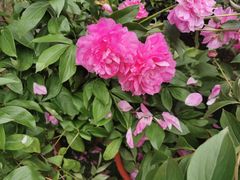-广西壮族自治区药用植物园