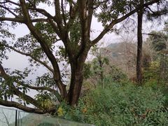 -铁山坪森林公园