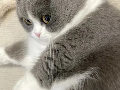 -爱侣宠医·鹦鹉专科·小型哺乳类·异宠专科(灵石路店)