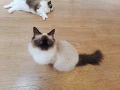 -1013 PET SHOP精品宠物商店(丁香店)