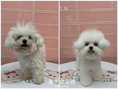-FAELING PETS美天灵宠物(合生汇店)