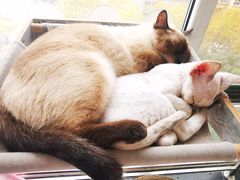 -佑安动物医院·全科·内窥镜中心(幸福巷店)