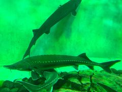 -太平洋海底世界