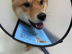 -艾贝尔宠物诊疗