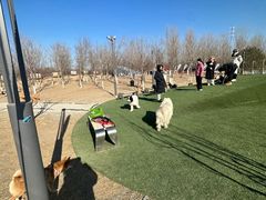 -爪吧宠物乐园·宠物泳池(温榆河示范区店)