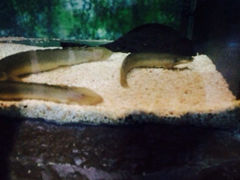 iphone_upload_pic-上海大自然野生昆虫馆