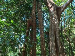 -海南热带雨林国家公园吊罗山景区