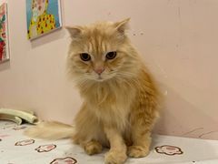 -猫咪派对(江南西店)