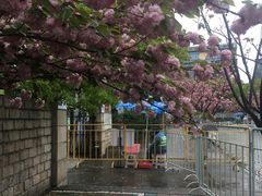-嘉定紫藤园