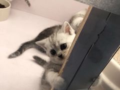 -喵的天空名猫咖啡馆·撸猫·猫舍·用品