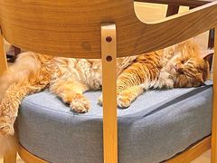 -藏猫猫咖啡主题馆(中央大道店)