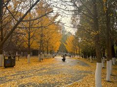 -长白岛森林公园