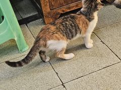 -鸿顺老铁锅美蛙鱼府(解放碑店)