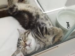 -babydoll猫舍·米努特·德文·缅因(久光中心店)