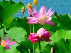 -莲花池公园