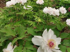 -黑龙江省森林植物园