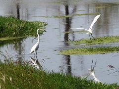 -羊亭河湿地公园