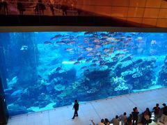 -迪拜水族馆及水下动物园