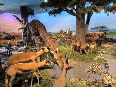 -国家自然博物馆