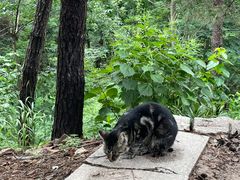 -崂山九水游览区