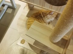-藏猫猫咖啡主题馆(中央大道店)