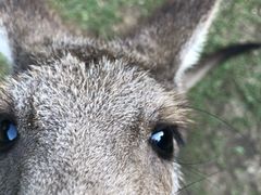 -可伦宾野生动物保护区