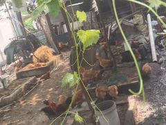 -马陆小张葡萄园农家乐