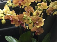 -双季花艺园艺市场(浦东店)
