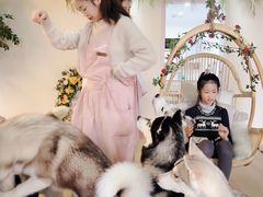 -Husky Go! 哈士奇体验馆·宠物咖啡厅狗咖