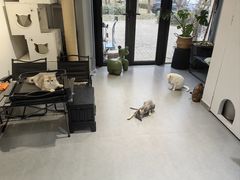 -琪喵猫屋·撸猫猫咖·猫舍