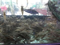 -全乐鱼馆·淳牌有机鱼直营店
