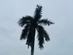 -东莞植物园