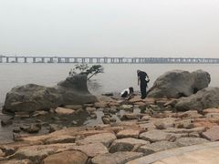 -宝安西湾红树林湿地公园