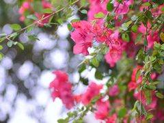 -深圳国际园林花卉博览园