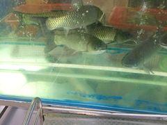 皖鱼-佛山市顺德区佩姐姐妹餐饮店