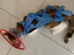 -美联众合动物医院·24h转诊中心