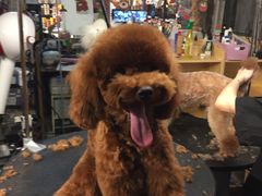 -Goku PET SHOP宠物视觉生活馆(双井店)