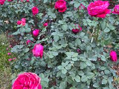 -人民公园(罗湖区)