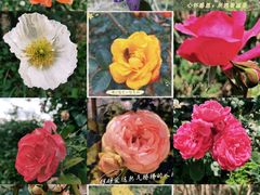 -名花谷生态庄园